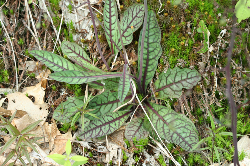 Rattlesnake Weed (Leaves)