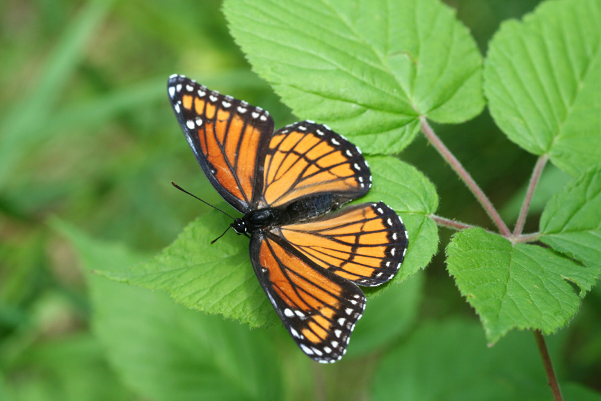 Viceroy