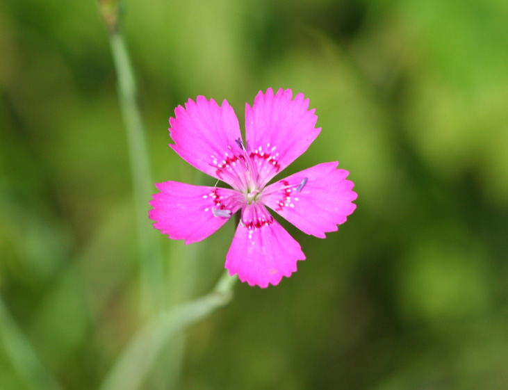 Maiden Pink