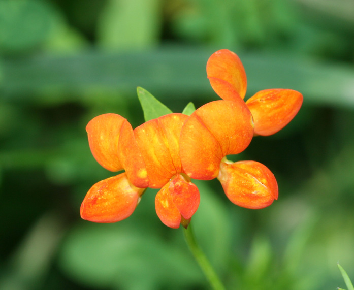 Birdfoot Trefoil