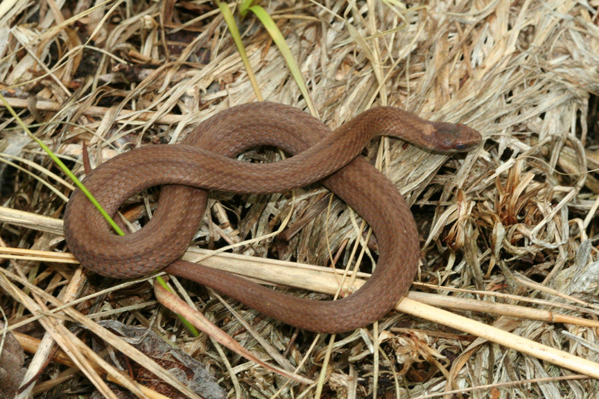 Brown Snake