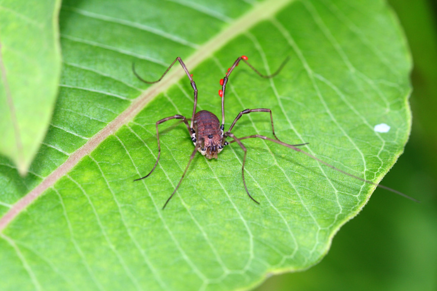 Daddy Long Legs