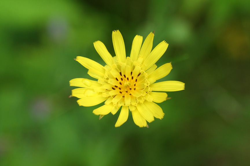 Yellow Goatsbeard