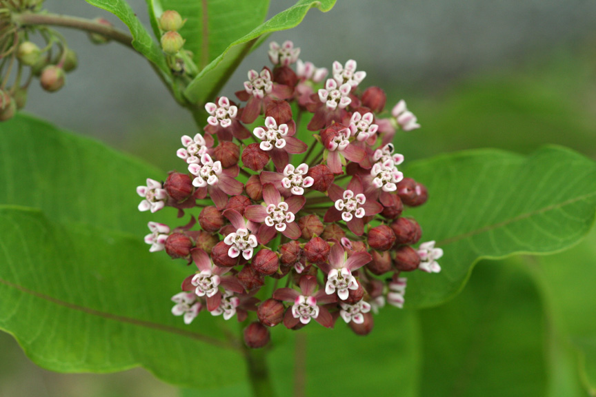 Milkweed