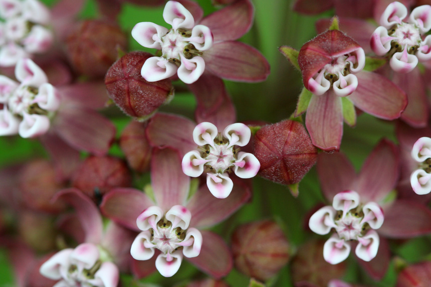 Milkweed (closeup)