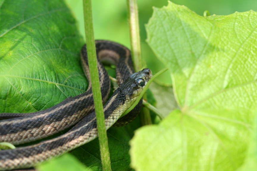 Garter Snake