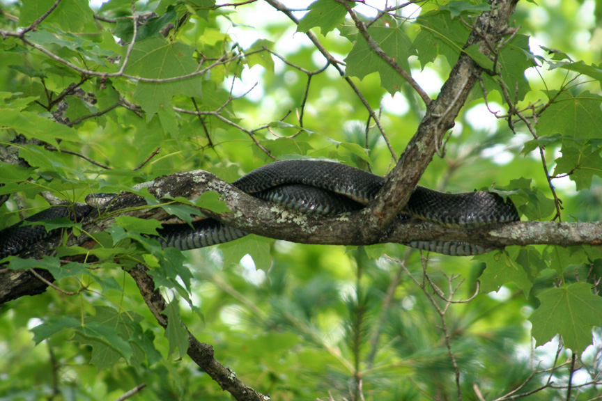 Black Rat Snake