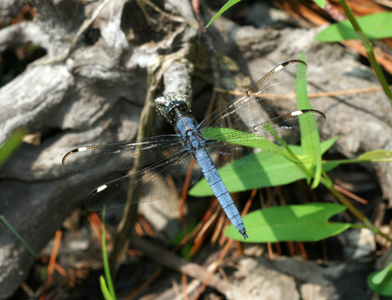 dragonfly12.jpg