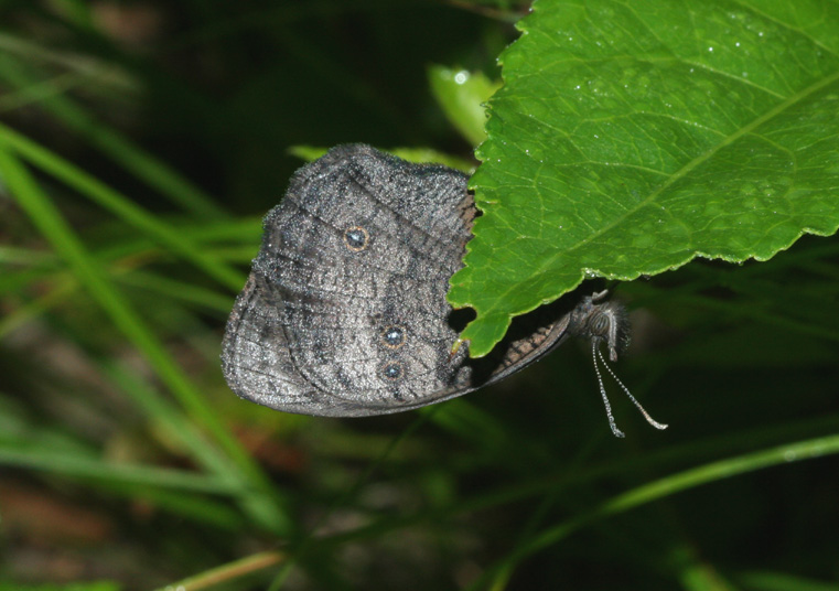 Common Wood Nymph