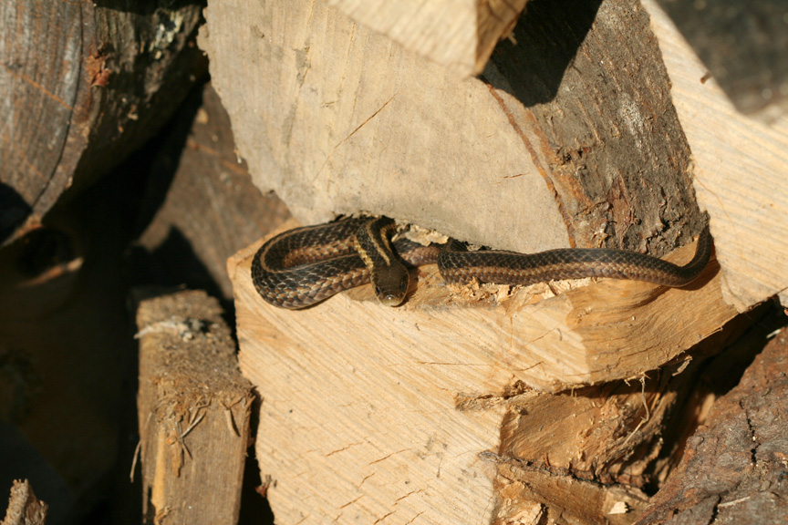 Garter Snake