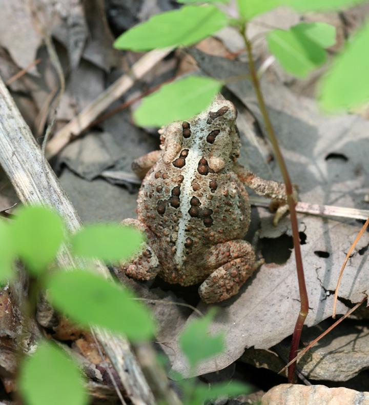 American Toad