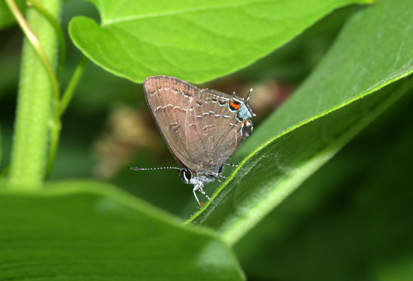 Banded Hairstreak