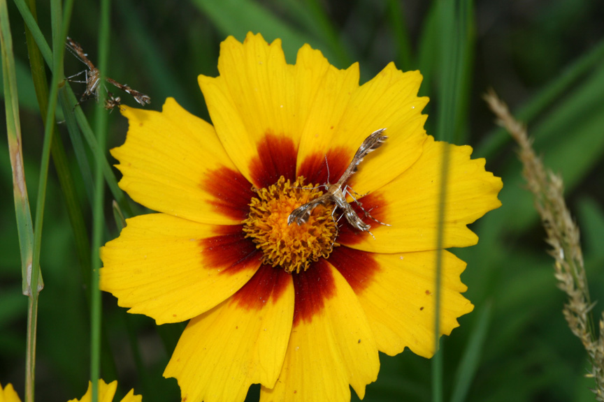 Flower with Two Plume Moths