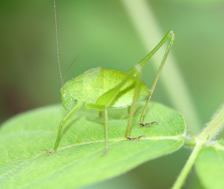 Round-headed Katydid
