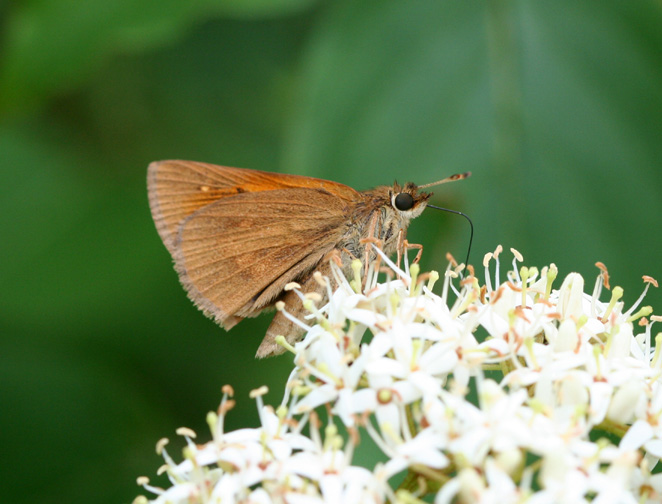 Broadwing Skipper