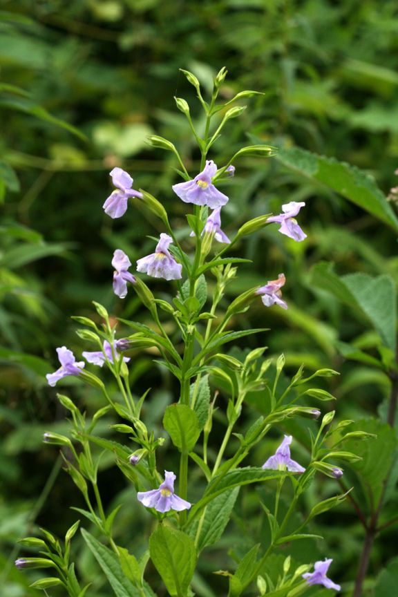 Monkey Flower