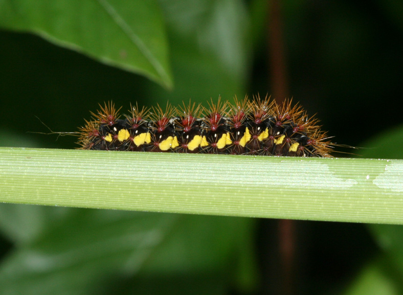 caterpillar12a.jpg