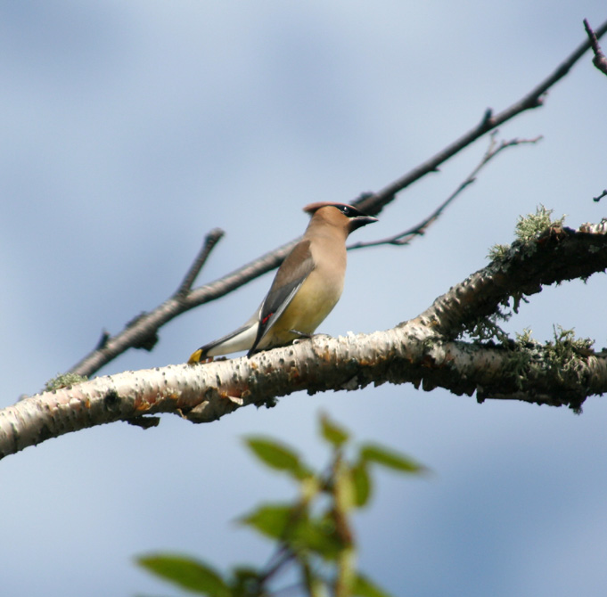 Cedar Waxwing