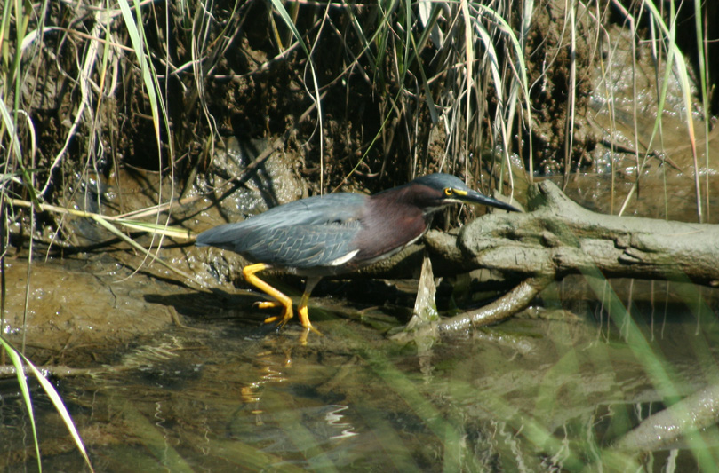 Green Heron