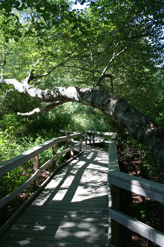 Red Maple Swamp
