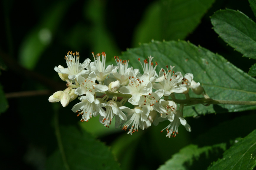 Sweet Pepperbush