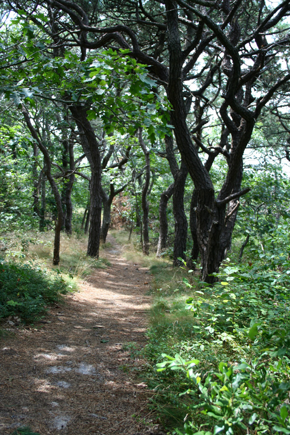 Trail thru Pilgrim Heights
