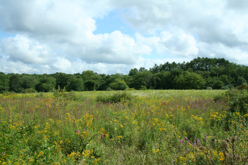Late Summer Field