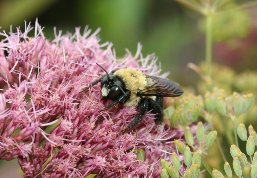 Sleepy Bee