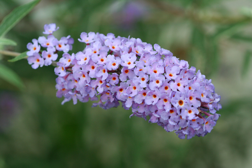 Butterflybush