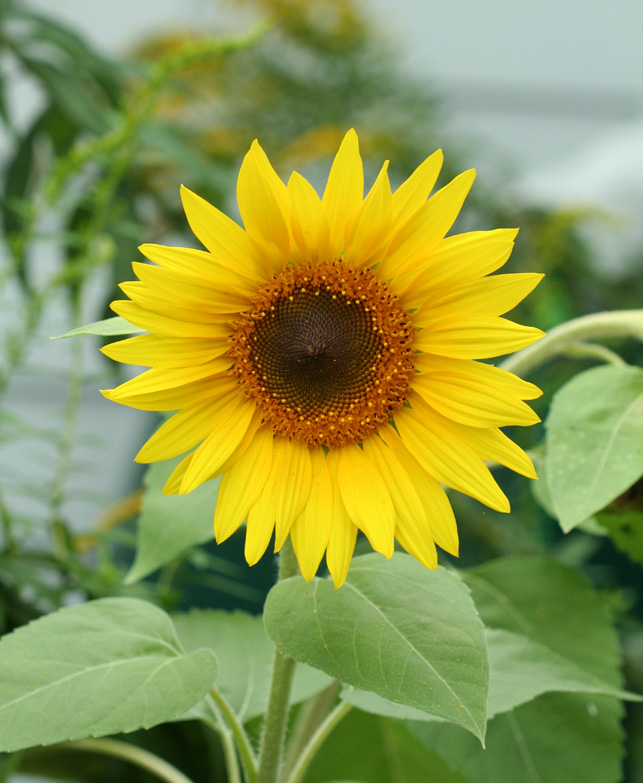 Sunflower