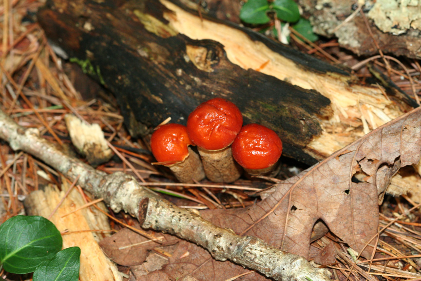 redcappedtrio.jpg
