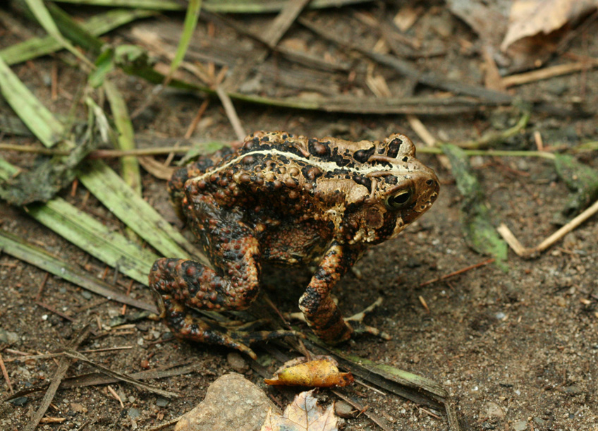 American Toad