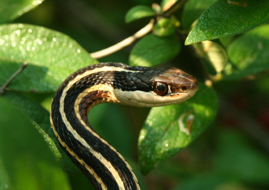 Garter Snake