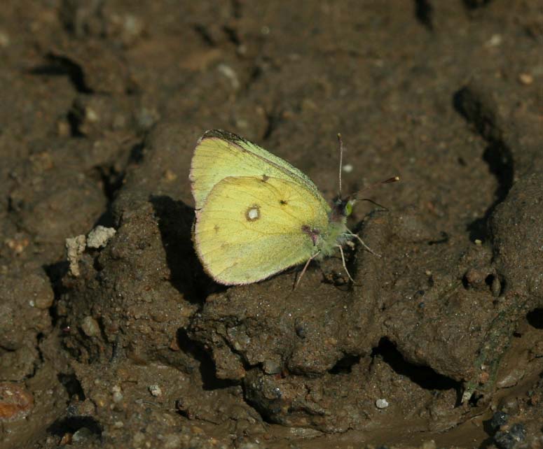 Clouded Sulphur