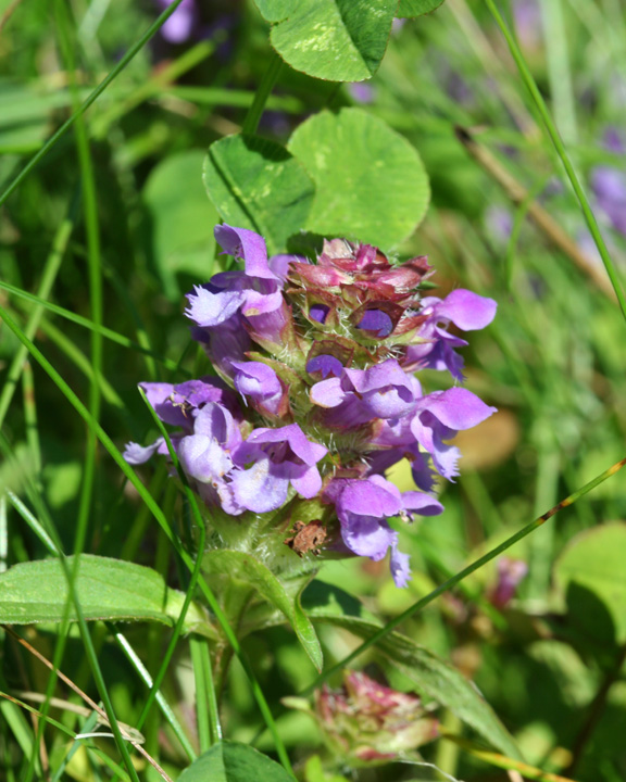 Selfheal