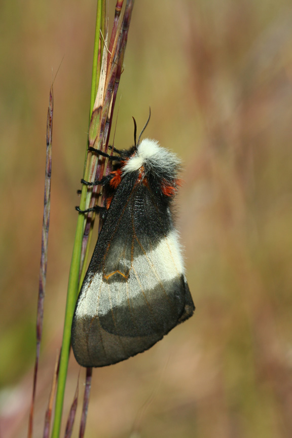 New England Buck Moth
