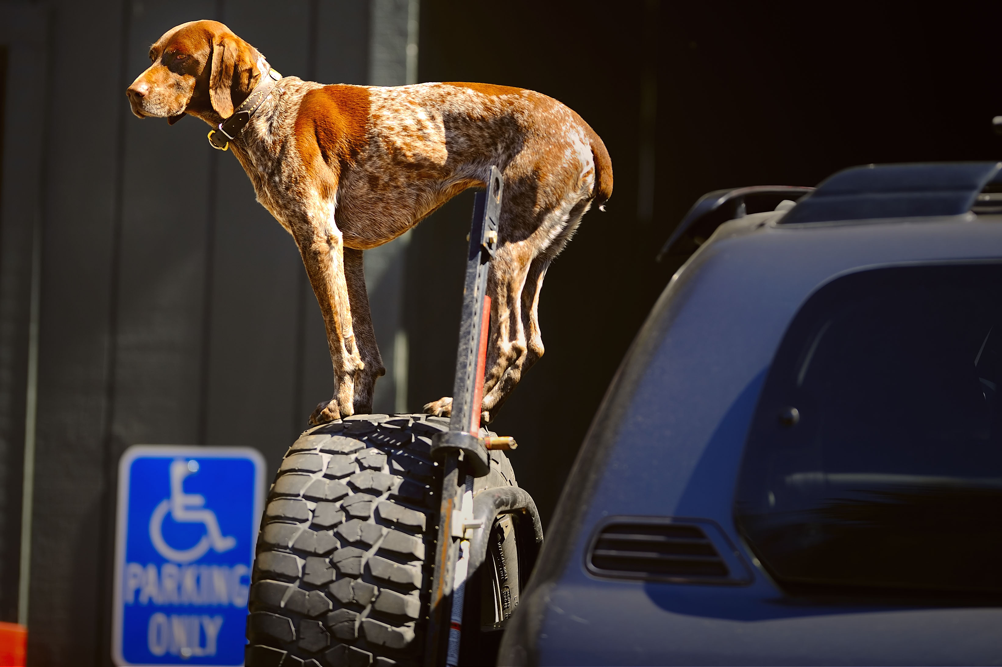 D3B_3735ShaverDog1.jpg