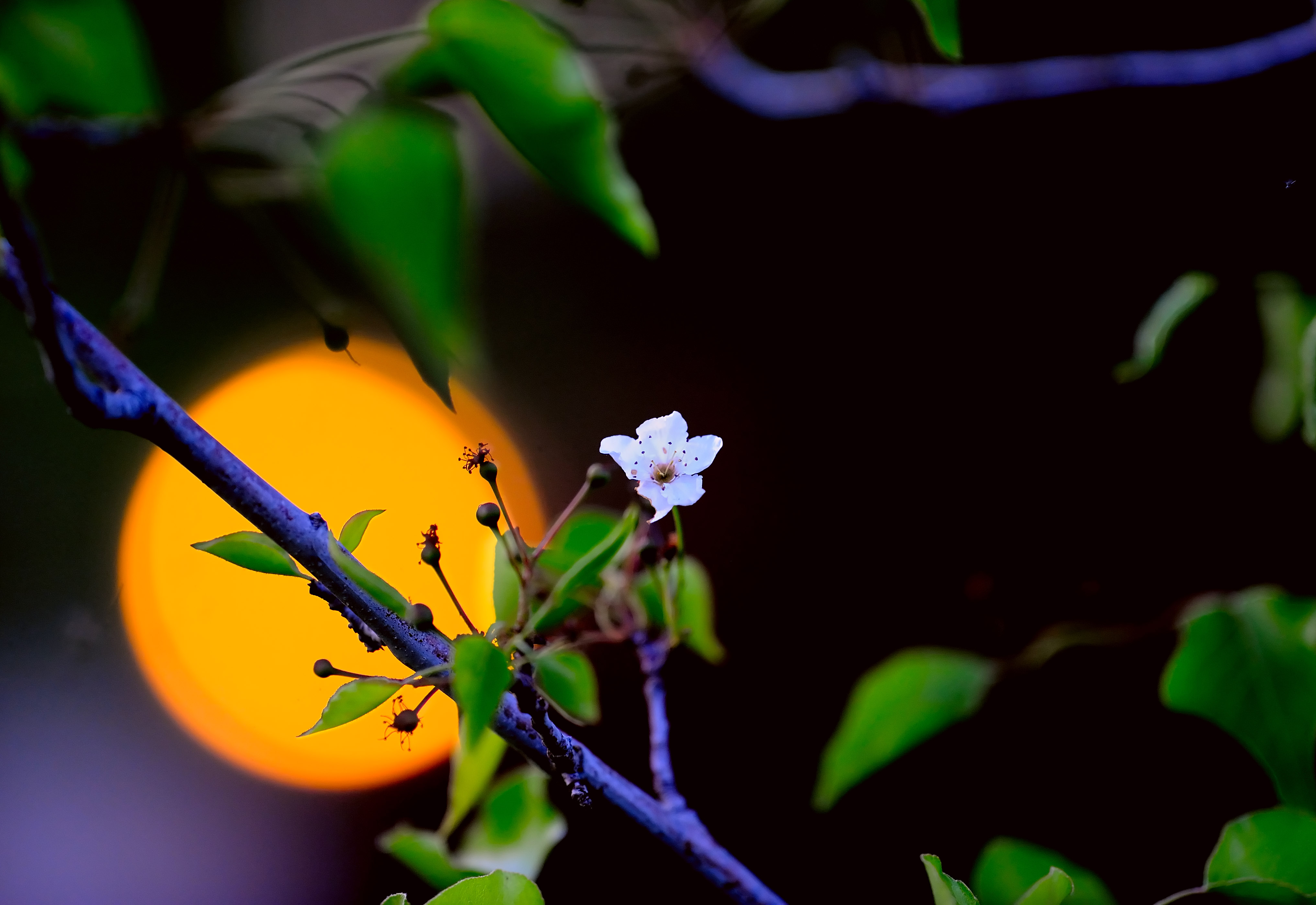 D3B_3980Australian Pear1.jpg