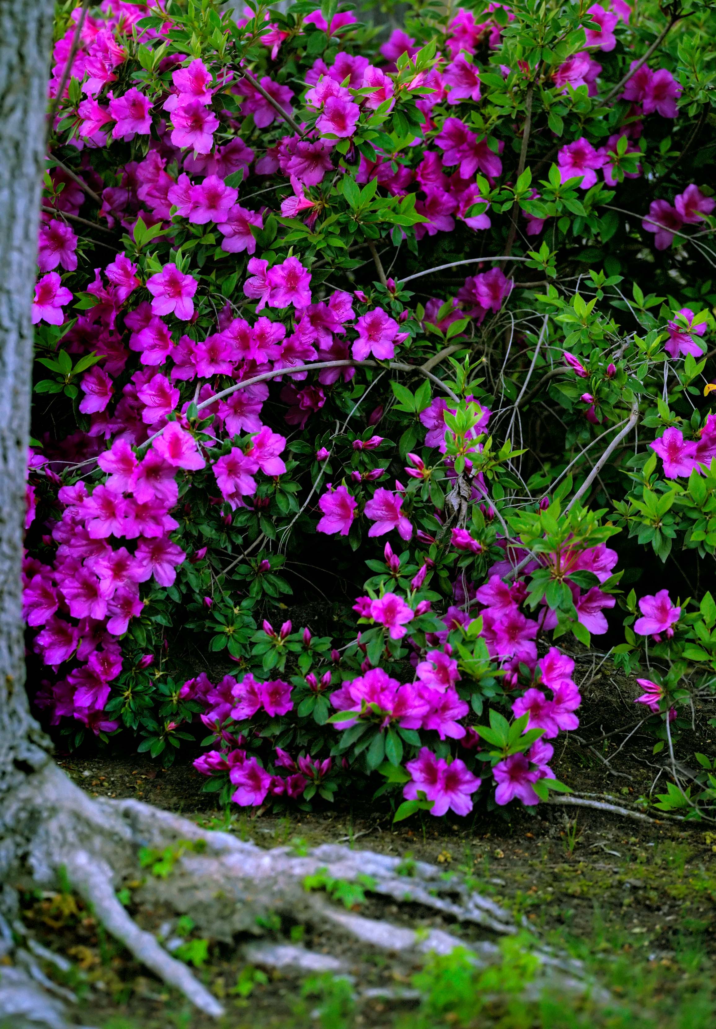 D3B_3984AzealaCropA1.jpg
