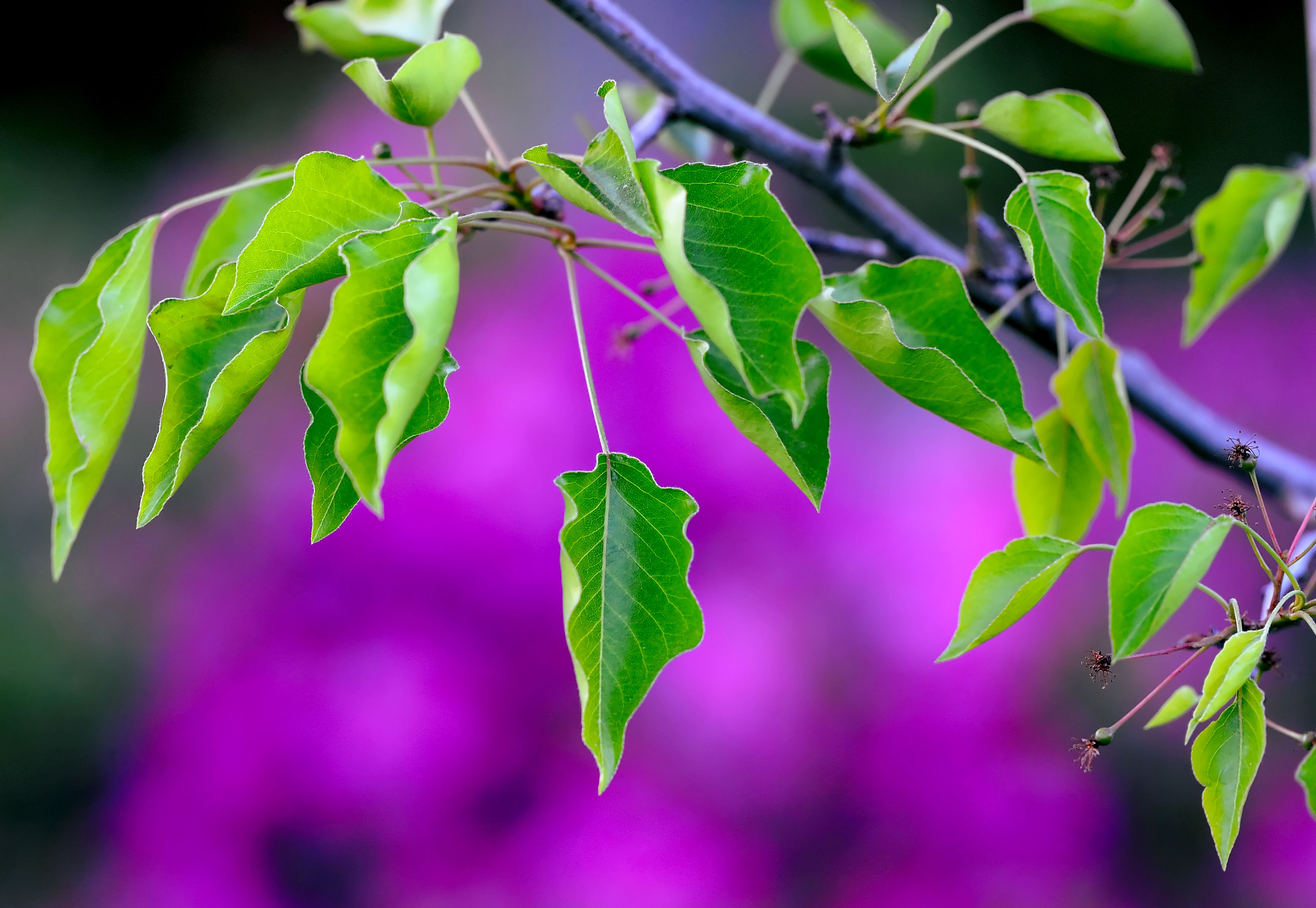 D3B_3974AustralianPear1.jpg