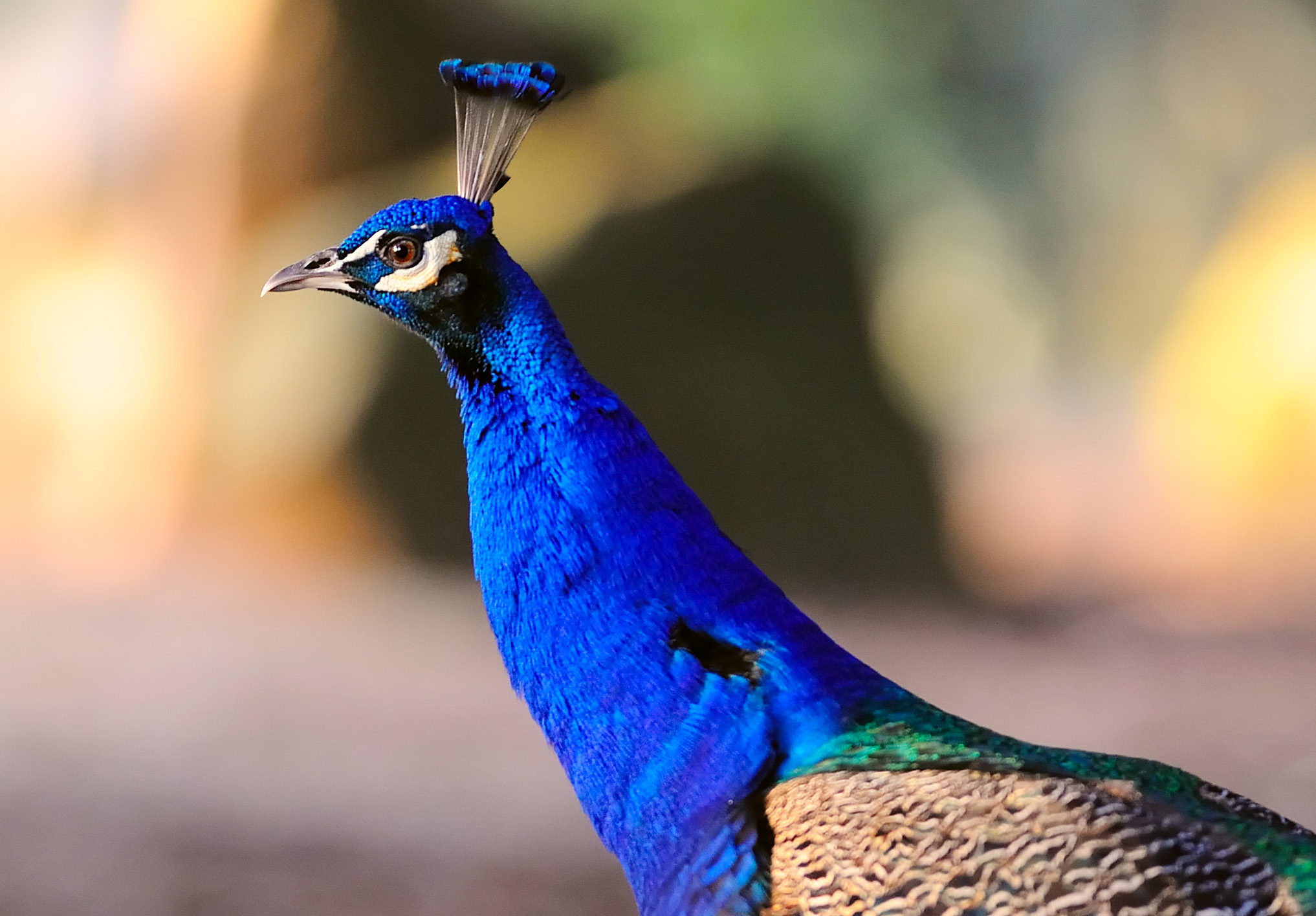 D3B_4105PeacockWWPArk1.jpg