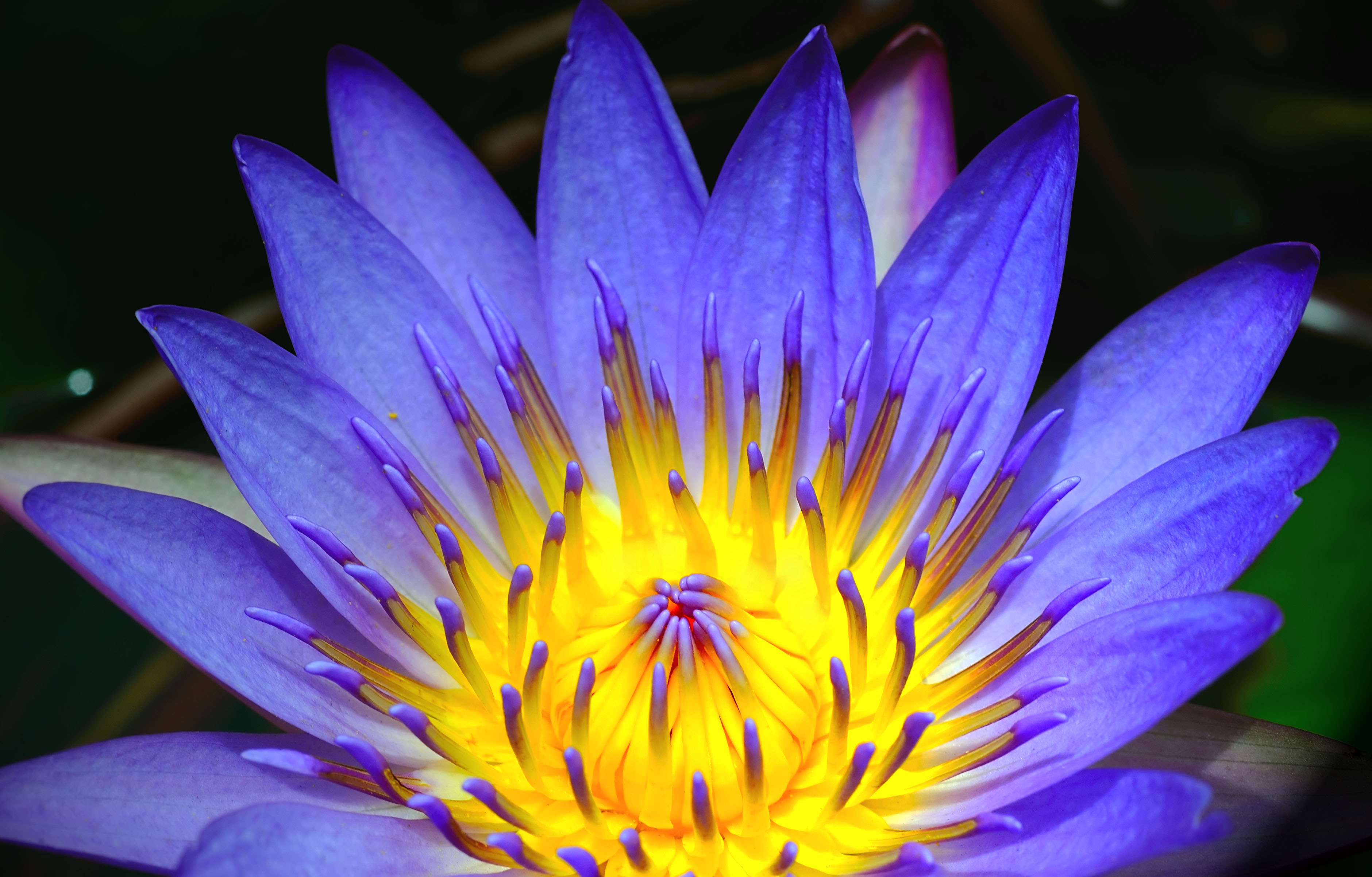 D3C_2288HanaFlower1.jpg