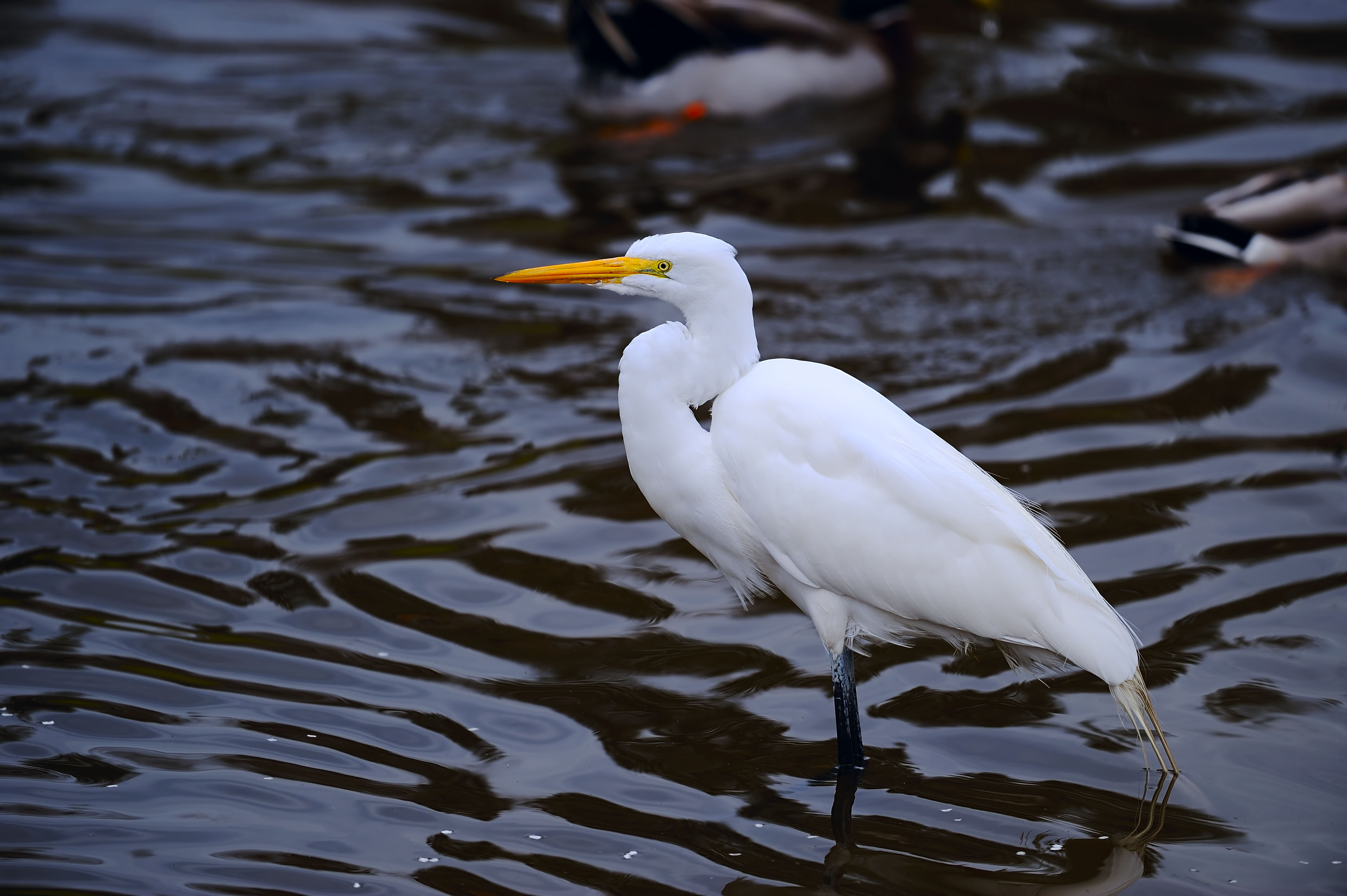 D3D_1411GreatEgret1.jpg