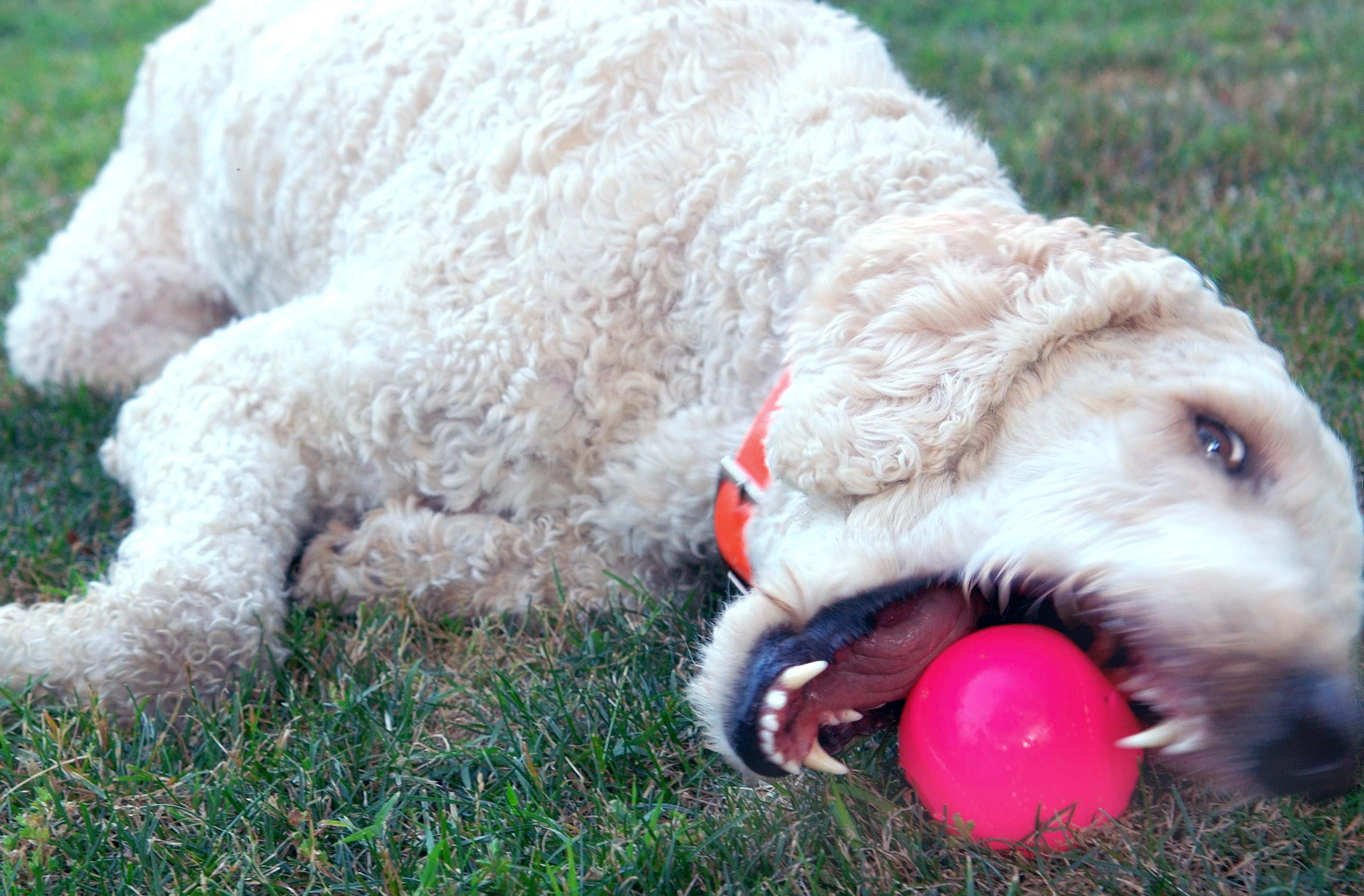 D50_0597Mattie1.jpg