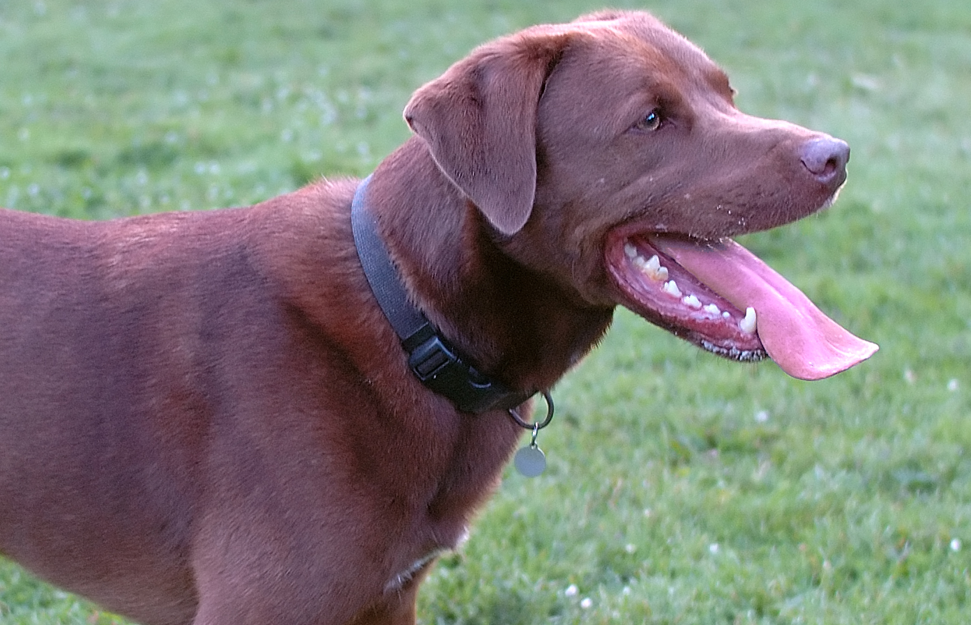 D70_7159DogGGParkCrop.jpg