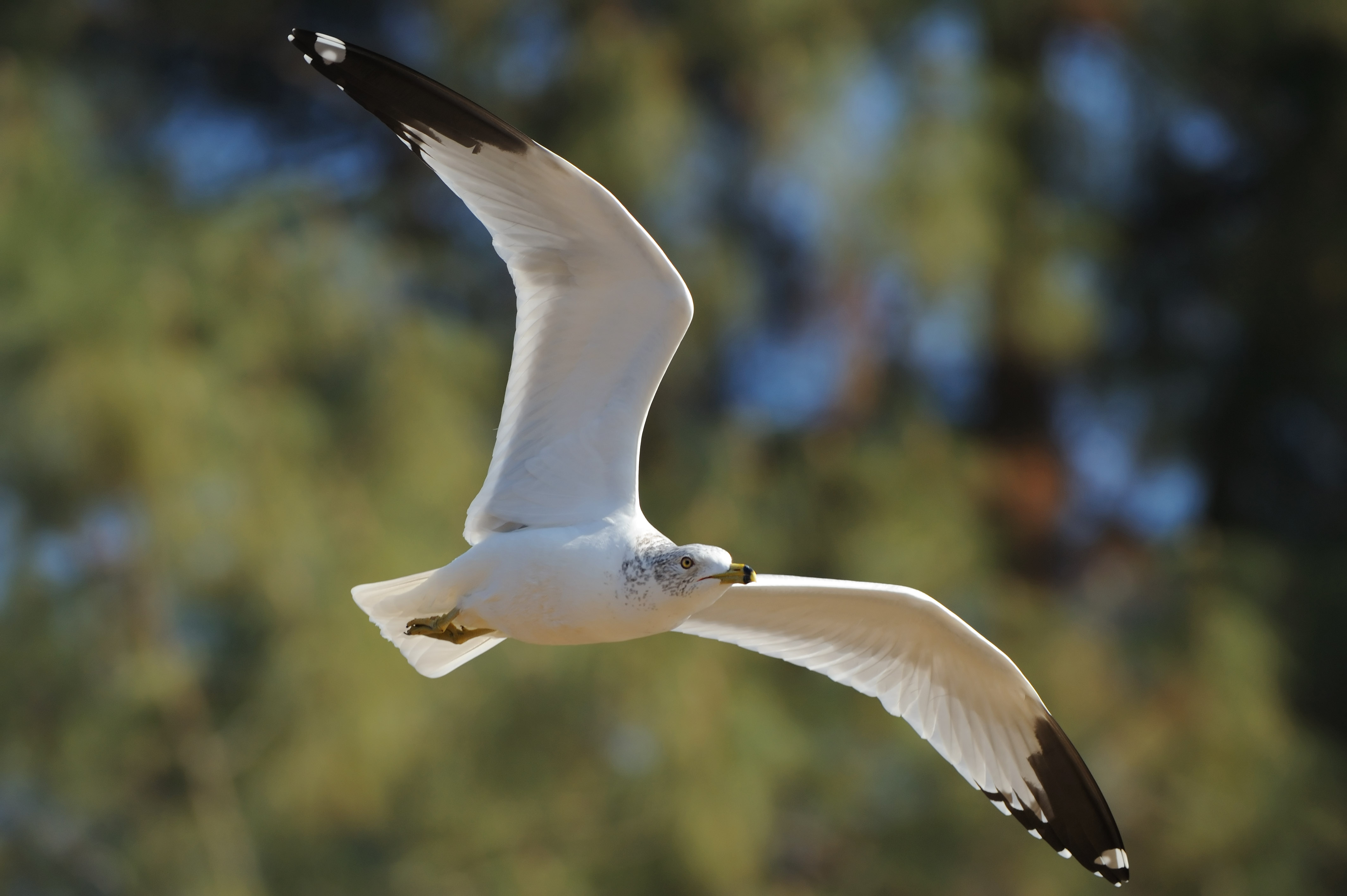 D3A_1408WWParkGull1.jpg