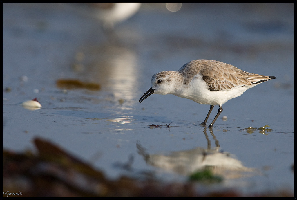 Bcasseau Sanderling 07