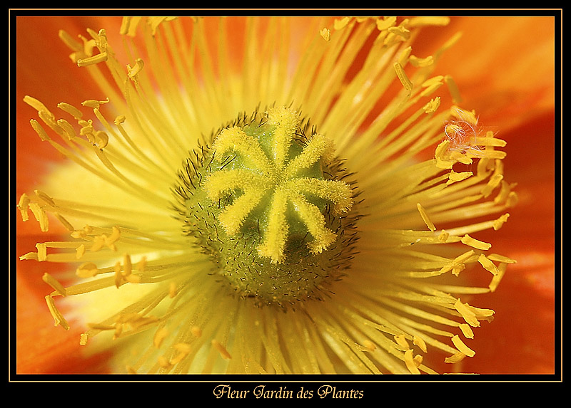 Fleur Jardin des plantes 1