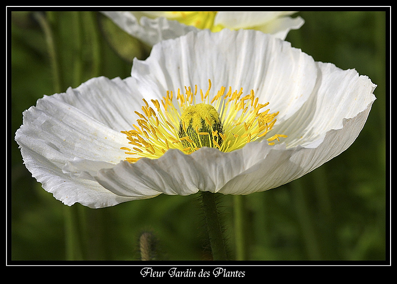 Fleur Jardin des plantes 3
