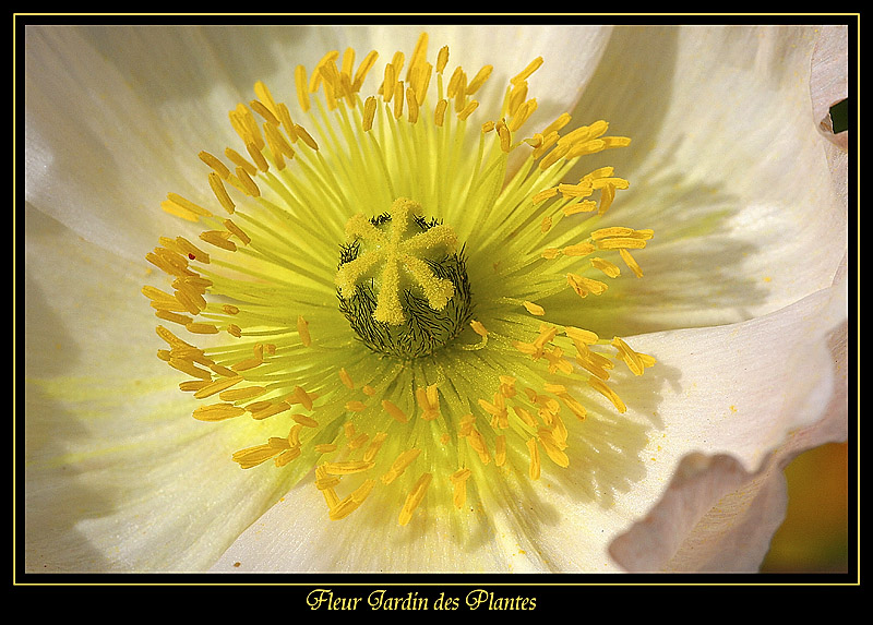 Fleur Jardin des plantes 4